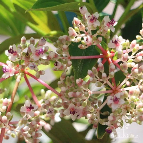 Medinilla - Malaysian Orchid 3 Medinilla - Malaysian Orchid - Image 3