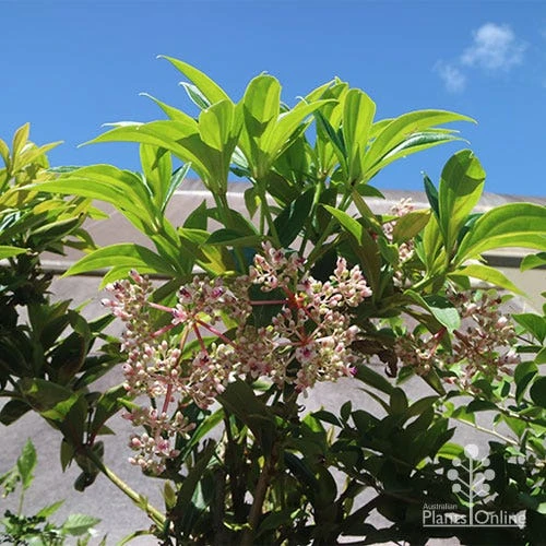 Medinilla - Malaysian Orchid 4 Medinilla - Malaysian Orchid - Image 4