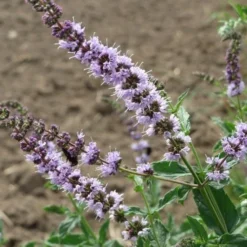 Mint - Seed 5 Mint - Seed -NatureNest Shop mentha spicata flowers