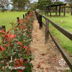 Photinia Burgundy Beauty 8 Photinia Burgundy Beauty -NatureNest Shop mia kjellgren burgundy beauty