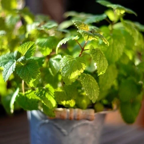 Mint - Seed 2 Mint - Seed - Image 2