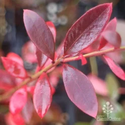 Blueberry Misty -NatureNest Shop misty blueberry autumn colour