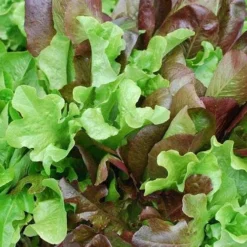 Lettuce Mixed Salad Leaves - Seed -NatureNest Shop mixed salad leaves 1