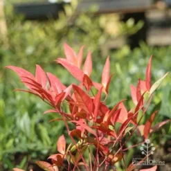 Nandina Moonbay -NatureNest Shop moonbay winter colour