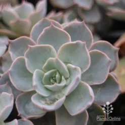 Echeveria Morning Beauty - Succulent -NatureNest Shop morning beauty leaf 500