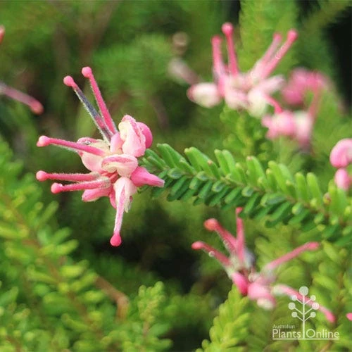 Grevillea Lanigera Mt Tamboritha 13 Grevillea Lanigera Mt Tamboritha - Image 13