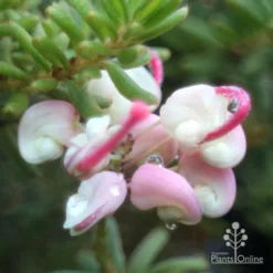 Grevillea Lanigera Mt Tamboritha 19 Grevillea Lanigera Mt Tamboritha -NatureNest Shop mt tamboritha very close flower