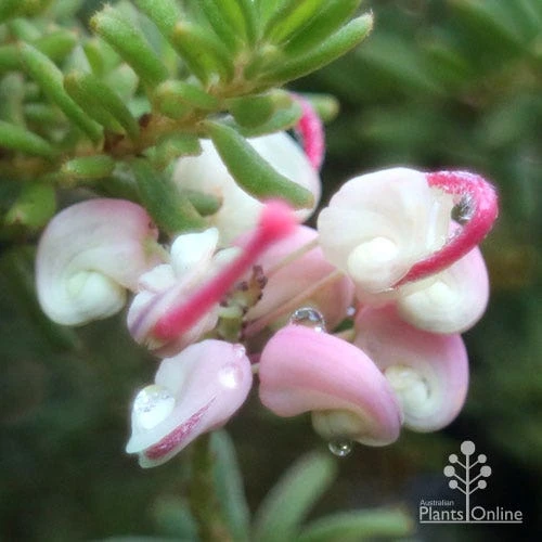 Grevillea Lanigera Mt Tamboritha 4 Grevillea Lanigera Mt Tamboritha - Image 4