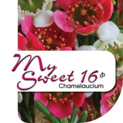 Chamelaucium MY SWEET 16™ - Waxflower -NatureNest Shop my sweet 16 label
