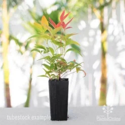 Nandina Moonbay -NatureNest Shop nandina blush tube 1