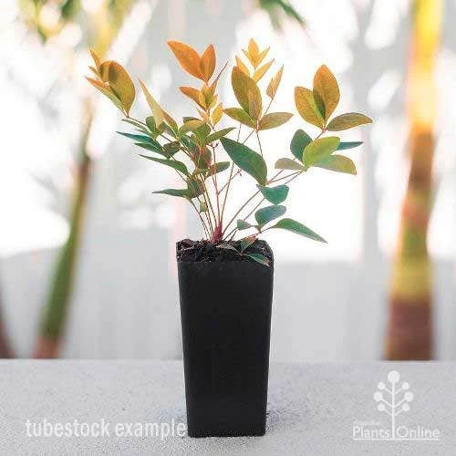 Nandina Gulf Stream 2 Nandina Gulf Stream - Image 2