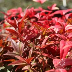 Nandina Obsession -NatureNest Shop nandina obsession foliage colour