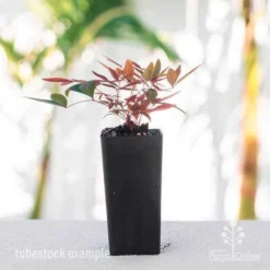 Nandina Obsession -NatureNest Shop nandina obsession tube