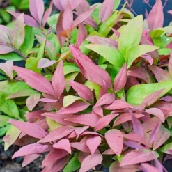 Nandina BLUSH­ -NatureNest Shop nandina blush