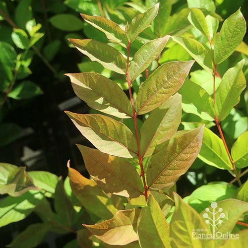Crepe Myrtle - Lagerstroemia Natchez 9 Crepe Myrtle - Lagerstroemia Natchez - Image 9