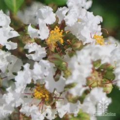 Crepe Myrtle - Lagerstroemia Natchez 23 Crepe Myrtle - Lagerstroemia Natchez -NatureNest Shop natchez flower closeup