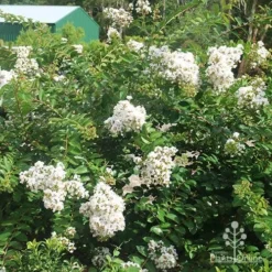 Crepe Myrtle - Lagerstroemia Natchez 25 Crepe Myrtle - Lagerstroemia Natchez -NatureNest Shop natchez nursery