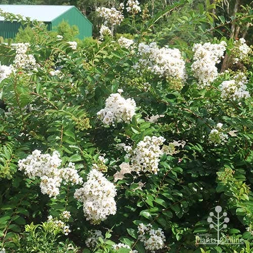 Crepe Myrtle - Lagerstroemia Natchez 6 Crepe Myrtle - Lagerstroemia Natchez - Image 6