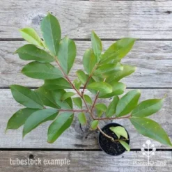 Crepe Myrtle - Lagerstroemia Natchez 22 Crepe Myrtle - Lagerstroemia Natchez -NatureNest Shop natchez top