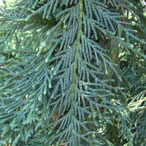 Cupressocyparis Naylors Blue - Leyland Cypress 1 Cupressocyparis Naylors Blue - Leyland Cypress