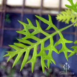 Grevillea Ned Kelly -NatureNest Shop ned kelly img 8560