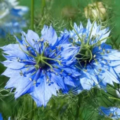 Garden Plants Sales Store 30 Nigella Miss Jekyll - Love In A Mist - Seed