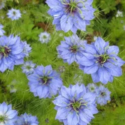 Nigella Miss Jekyll - Love In A Mist - Seed -NatureNest Shop nigella group
