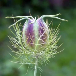 Garden Plants Sales Store -NatureNest Shop nigella pod green 500 1