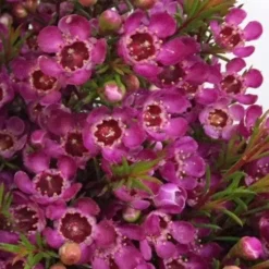 Chamelaucium Nina's Delight - Waxflower 11 Chamelaucium Nina's Delight - Waxflower -NatureNest Shop ninas delight