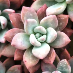 Graptoveria Opalina - Succulent 10 Graptoveria Opalina - Succulent -NatureNest Shop opalina img 4686