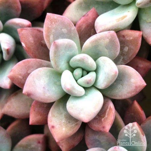 Graptoveria Opalina - Succulent 3 Graptoveria Opalina - Succulent - Image 3