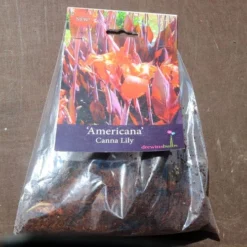 Canna Americana - 1 Bulb -NatureNest Shop pack canna americana