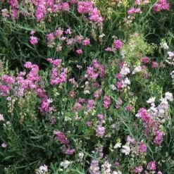 Sweet Pea Everlasting Mix - Seed 9 Sweet Pea Everlasting Mix - Seed -NatureNest Shop perennial sweet peas