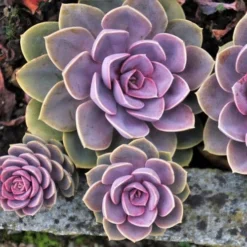 Echeveria Perle Von Nurnberg - Succulent