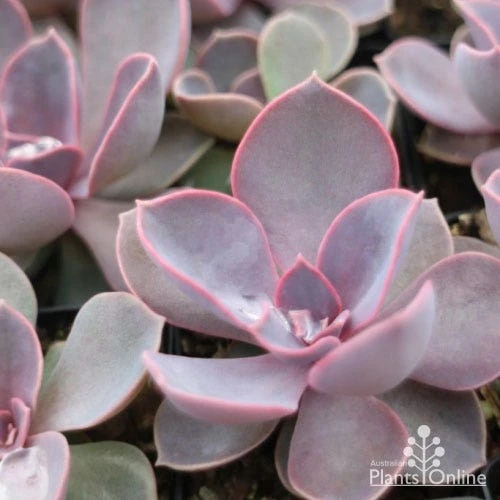 Echeveria Perle Von Nurnberg - Succulent 2 Echeveria Perle Von Nurnberg - Succulent - Image 2