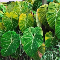 Philodendron Gloriosum - Velvet Philodendron 13 Philodendron Gloriosum - Velvet Philodendron -NatureNest Shop philodendron gloriosum plants bright