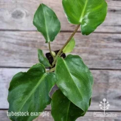 Philodendron Imbe 13 Philodendron Imbe -NatureNest Shop philodendron imbe 1