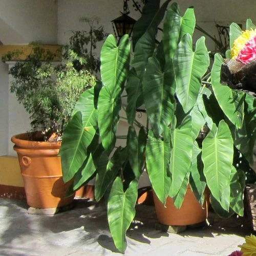 Philodendron Imbe 1 Philodendron Imbe