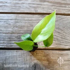 Philodendron Minima - Mini Monstera -NatureNest Shop philodendron minima 1 edited