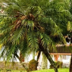 Phoenix Roebelenii - Dwarf Date Palm 8 Phoenix Roebelenii - Dwarf Date Palm -NatureNest Shop phoenix roebelenii palm 500 1