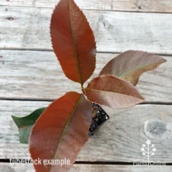 Photinia Black Jack -NatureNest Shop photinia black jack 1
