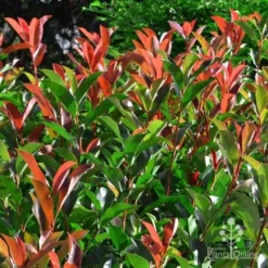 Photinia Red Robin -NatureNest Shop photinia fraseri red robin 4