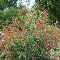 Photinia Pink Marble -NatureNest Shop photinia pink marble hedge nursery