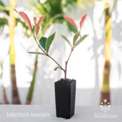 Photinia Pink Marble -NatureNest Shop photinia pink marble tube