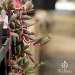 Othonna Ruby Necklace - Little Pickles - Succulent 12 Othonna Ruby Necklace - Little Pickles - Succulent -NatureNest Shop pickles othonna