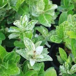 Euonymus Pierrolino - Variegated Spindle 15 Euonymus Pierrolino - Variegated Spindle -NatureNest Shop pierrolino img 0527