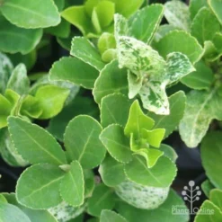 Euonymus Pierrolino - Variegated Spindle 21 Euonymus Pierrolino - Variegated Spindle -NatureNest Shop pierrolino leaf markings