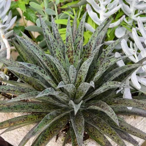 Mangave Pineapple Express - Succulent 1 Mangave Pineapple Express - Succulent