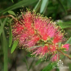 Callistemon Pink Champagne -NatureNest Shop pink champagne 1 1