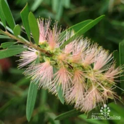 Callistemon Pink Champagne -NatureNest Shop pink champagne 3 1